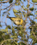 Nashville Warbler 7467